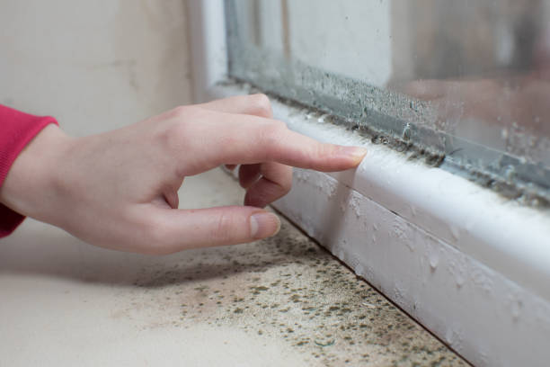 Professional Mold Removal in Kingston, NY